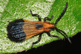 Cosmoplatidius bilineatus