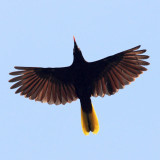 Montezuma Oropendola - Psarocolius montezuma