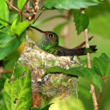 Rufous-tailed Hummingbird - Amazilia tzacatl (on its nest)