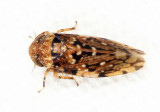Xestocephalus sp.