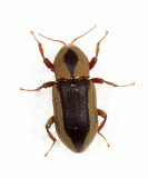 Elmidae - Stenhelmoides rufulus