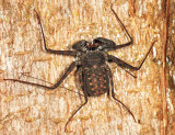 Tailless Whip Scorpion - Amblypygi - Phrynus operculatus