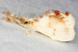 Dalcerides alba