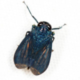 Coelidiinae