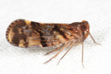 Cixiidae - Pintaliini