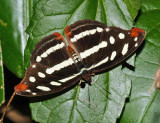 Guatemalan Catone - Catonephele mexicana