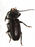 Mallodon spinibarbis