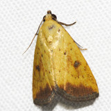 Noctuidae