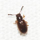 Paratenetus sp.