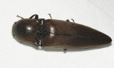Orthostethus sp.