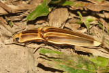 Semiotus ligneus