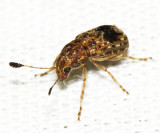 Anthribidae