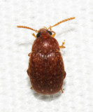 Bruchinae - Amblycerus sp.