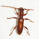 Aposphaerion unicolor