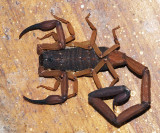 Bark Scorpion - Centruroides sp.