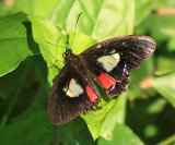 Transandean Cattleheart - Parides iphidamas