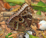 Common Marpho - Morpho helenor montezuma