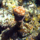 Orbicella sp.