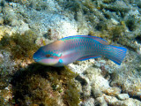  Striped Parrotfish - Scarus iseri 