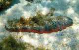 Donkey Dung Sea Cucumber - Holothuria mexicana