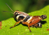  Aztec Spur-throated Grasshopper - Aidemona azteca 