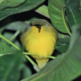 Kentucky Warbler - Oporornis formosus?