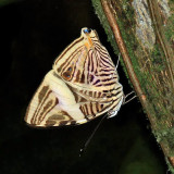 Small Beauty - Colobura dirce