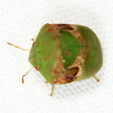 Scutelleridae - Symphylus cyphonoides