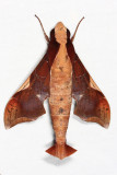 Callionima nomius
