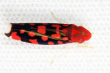 Ladoffa sannionis