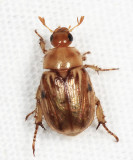  Oriental Beetle - Exomala orientalis 