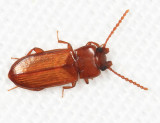 Tenebrionidae - Adelina plana