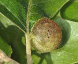 Succulent Oak Gall Wasp - Dryocosmus quercuspalustris