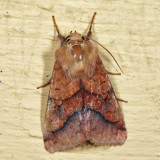 11064 - Purple-Lined Sallow - Pyrrhia exprimens