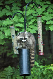 Raccoon - Procyon lotor (raiding the bird feeders)