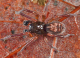 Amaurobius borealis (male)