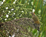 Hispaniolan Woodpecker - Melanerpes striatus