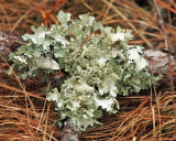  Powdered Ruffle Lichen - Parmotrema hypotropum 
