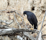 Great Black Hawk - Buteogallus urubitinga