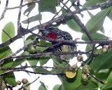 Black-spotted Barbet - Capito niger