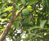 Golden-winged Parakeet - Brotogeris chrysopterus