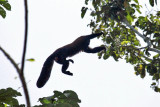 Red-backed Bearded Saki Monkey - Chiropotes chiropotes