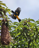 Yellow-rumped Cacique - Cacicus cela