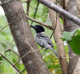 Black-crested Antshrike - Sakesphorus canadensis