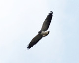White-tailed Hawk - Buteo albicaudatus