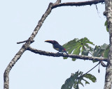 Green Aracari - Pteroglossus viridis