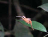 Reddish Hermit - Phaethornis ruber