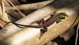 Jungle Runner Lizards - Teiidae
