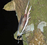 Wax-tailed Planthopper - Pterodictya reticularis