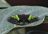 Rainbow Metalmark - Caria trochilus